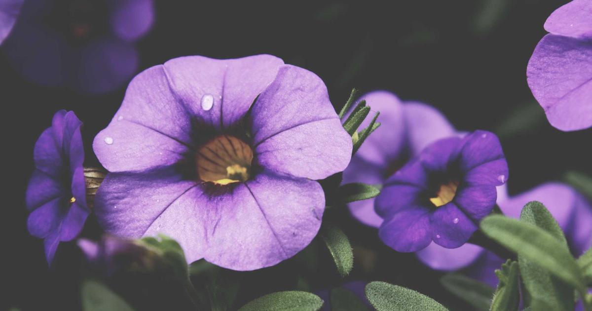 オートファジーが老化を止める仕組みを深掘り解説