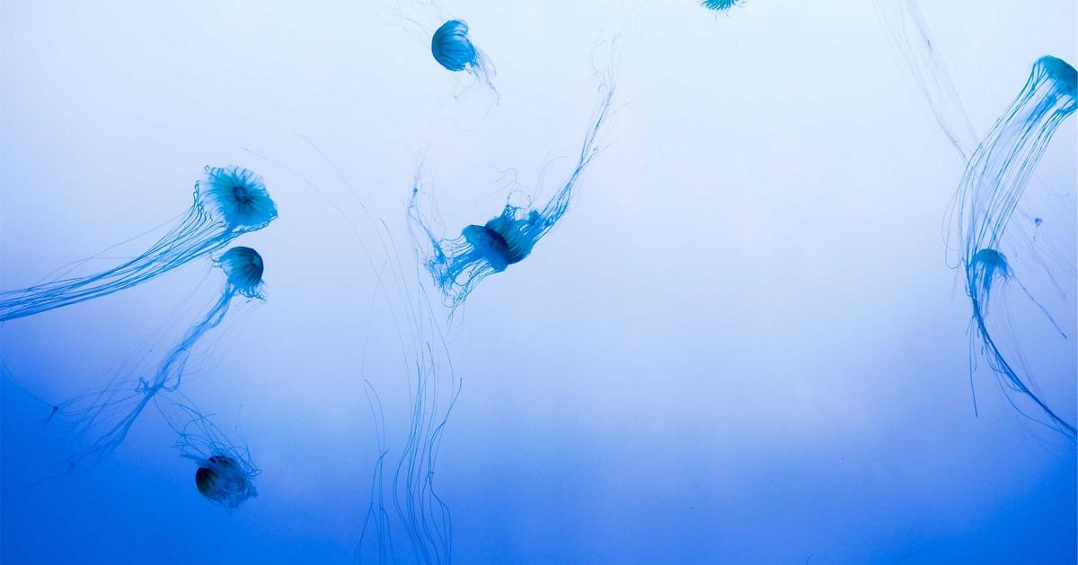 吉本離れが加速する構造的理由を深掘り解説