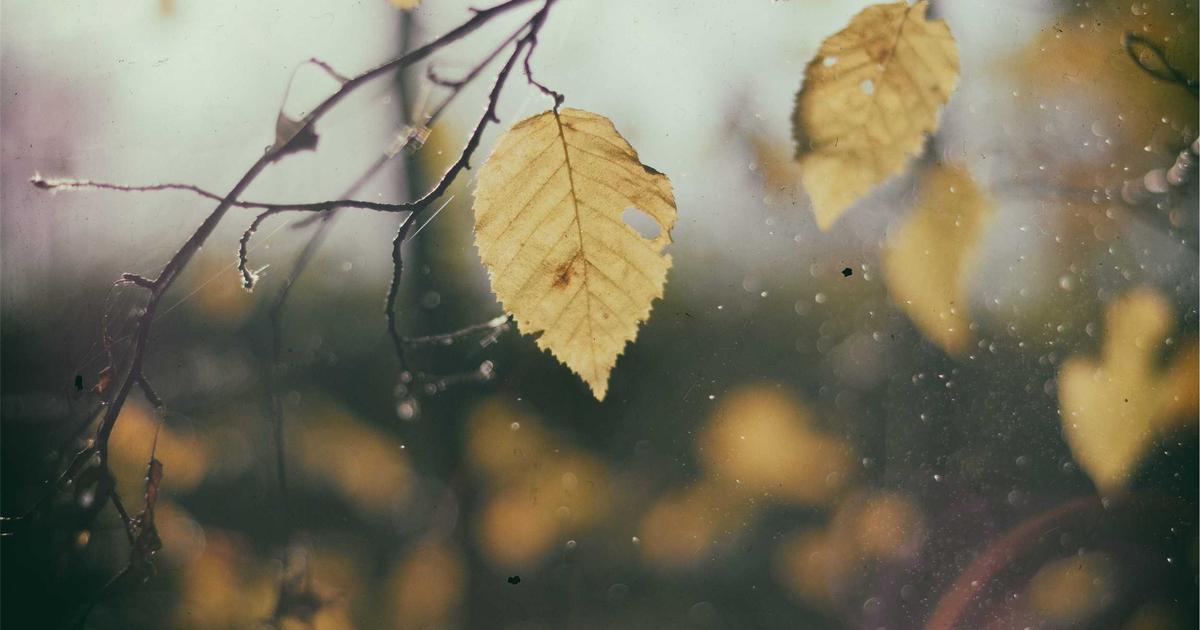 国旗損壊罪、新法か刑法改正か？立法の深層を解剖