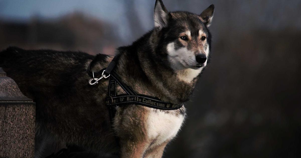 日経平均年初来安値の深層：スタグフレーション警戒と中東リスクの構造