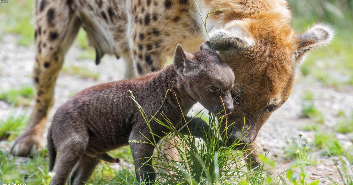 トリンドル玲奈復帰が示す34歳出産の新常識