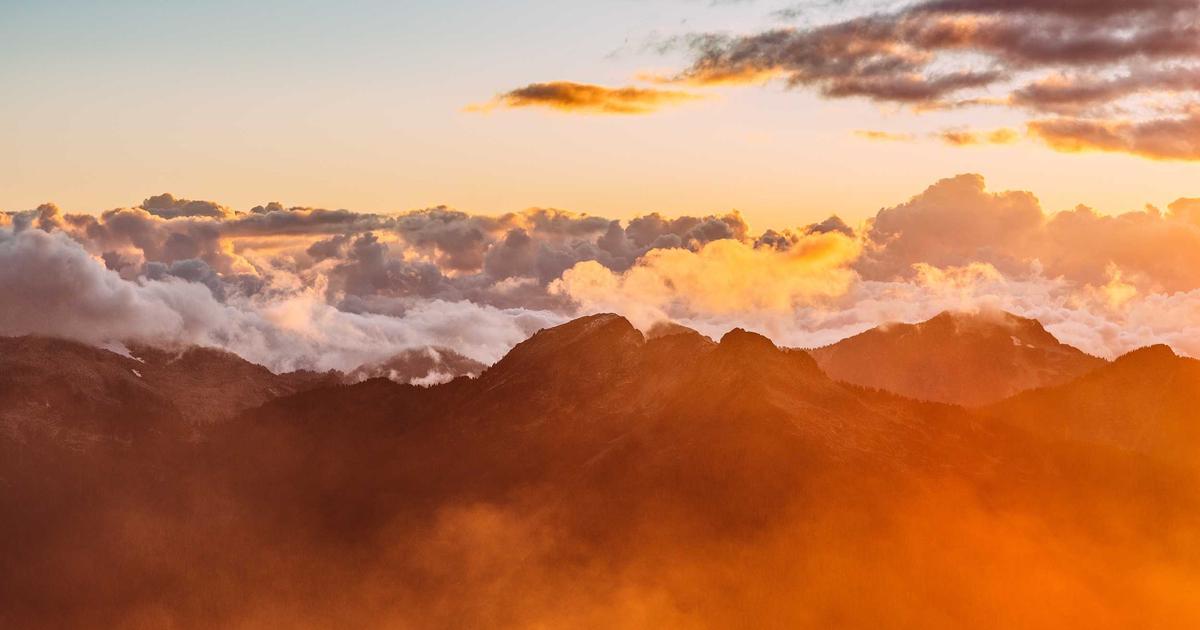 犬のしつけ悩みを解決する5つの実践ステップ