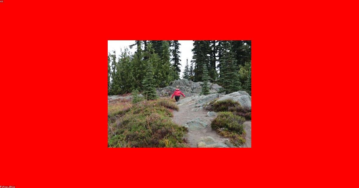 犬の拾い食いをやめさせる5つの実践ステップ