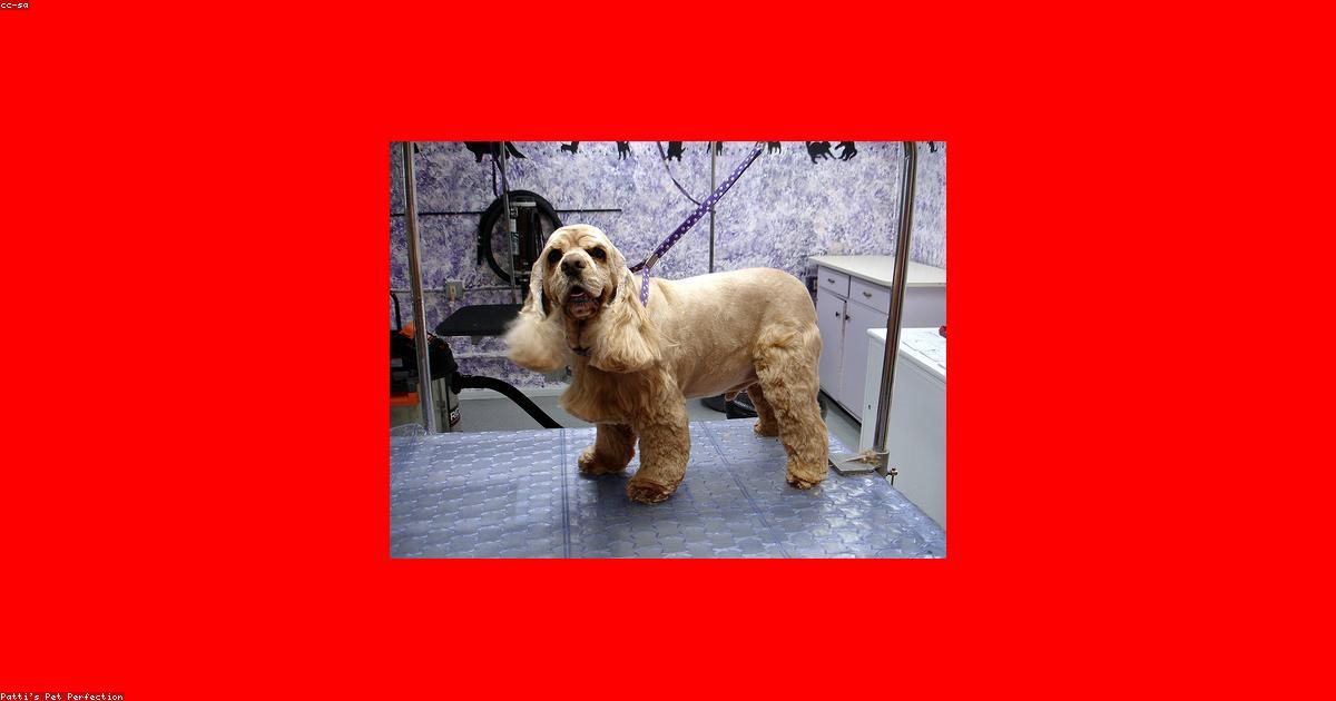 犬の爪切り拒否を直す5つのステップと暴れる本当の理由