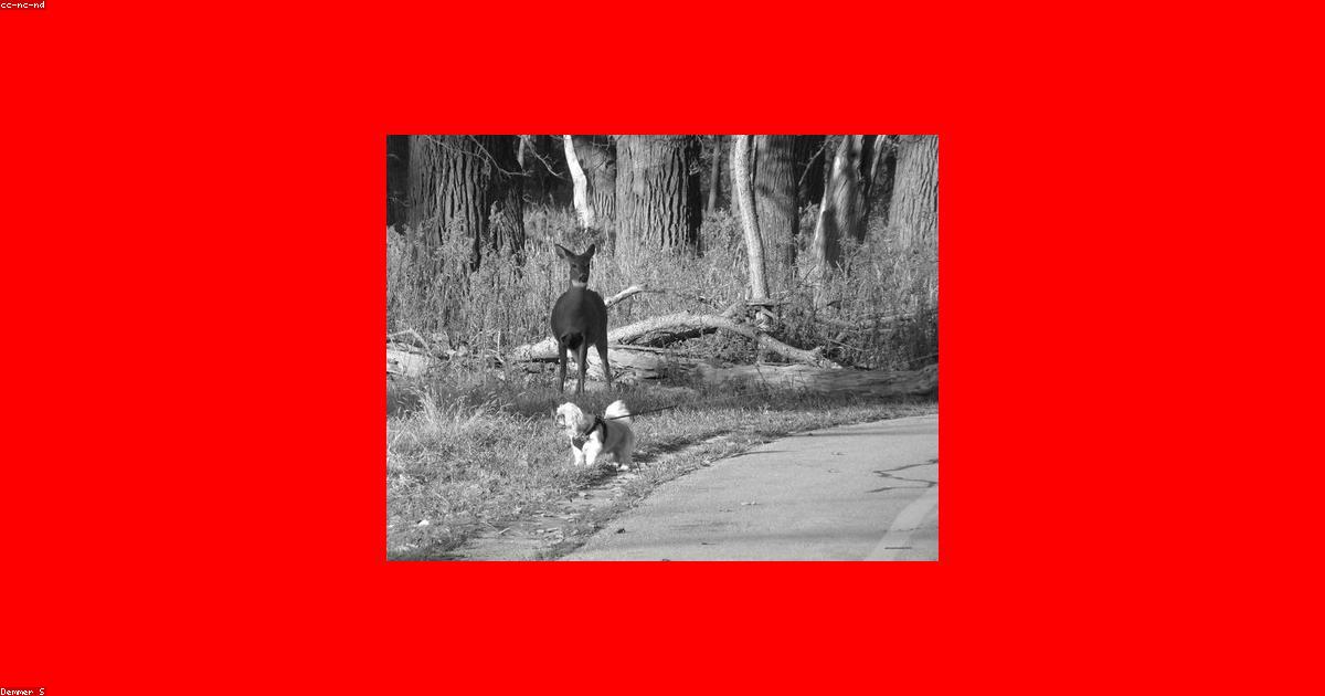 他の犬に吠える愛犬が変わる5つの解決ステップ