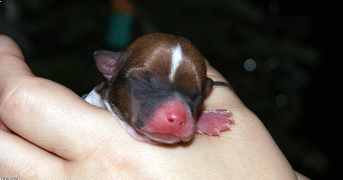 犬のトイレ失敗を激減させる7つの解決ステップ