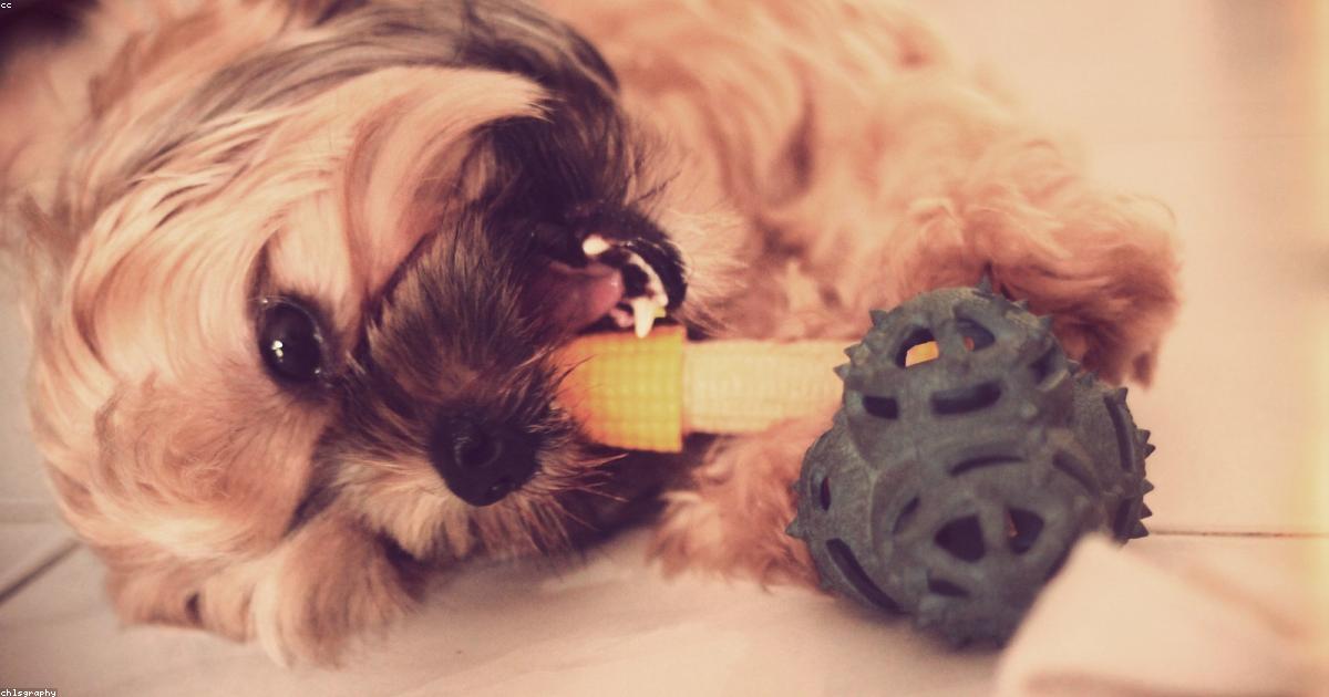 シーズーのマーキング癖を直す7つの実践ステップ