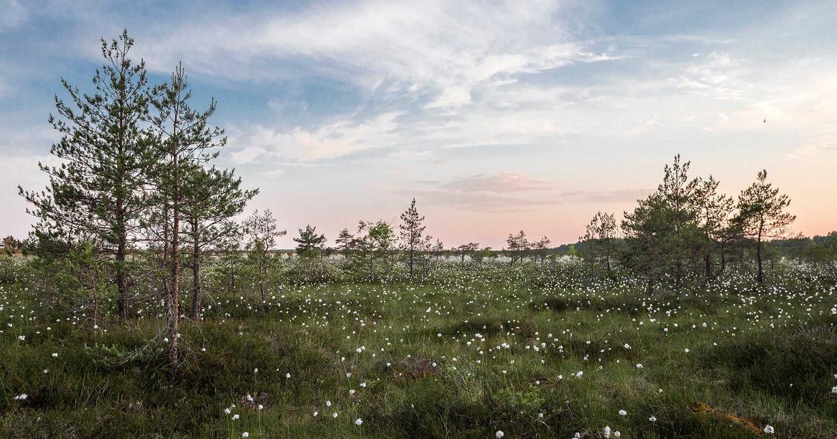 中村俊輔コーチ就任：W杯直前招聘の深層を解説