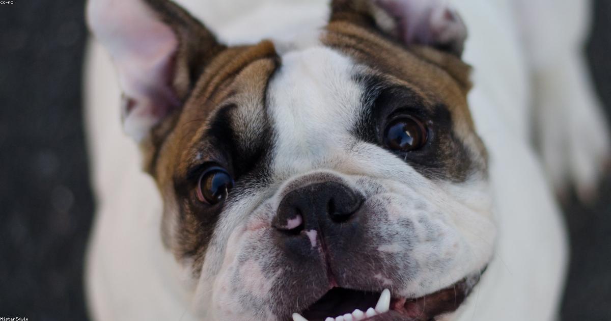 犬が他の犬に吠える!今日から直す5つのステップ