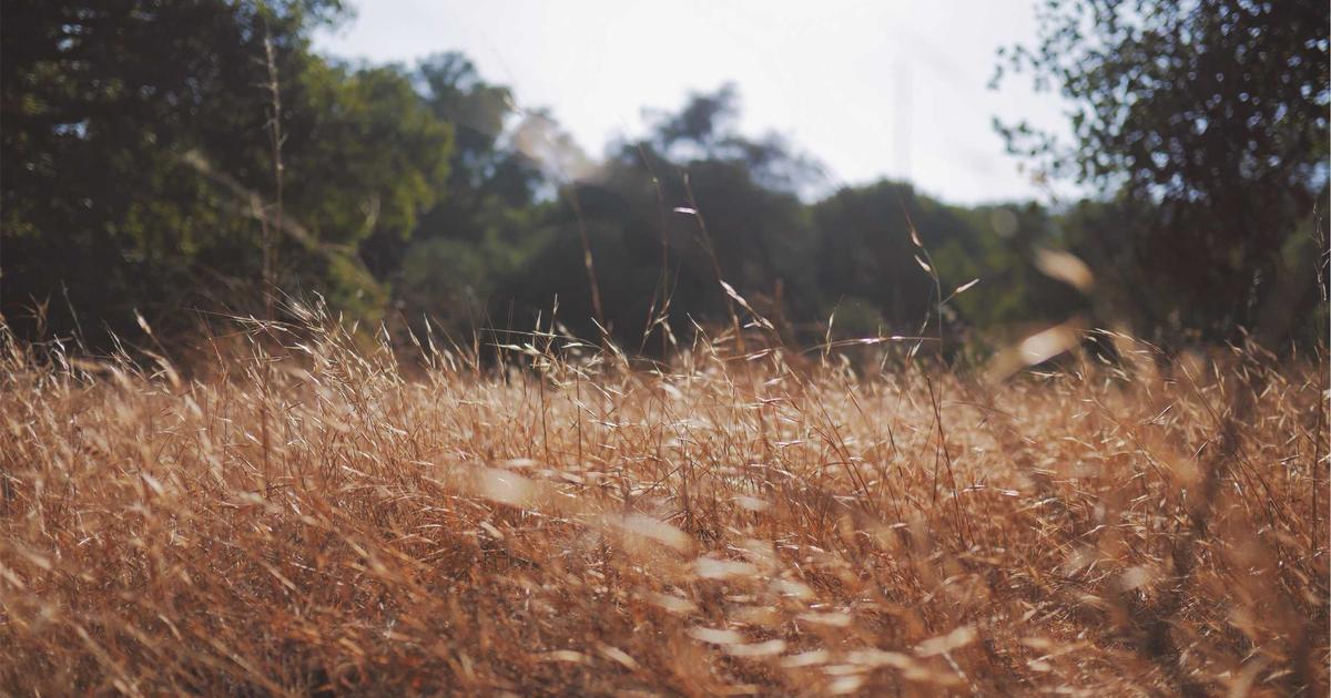 「風、薫る」謎の青年登場が示す物語の核心