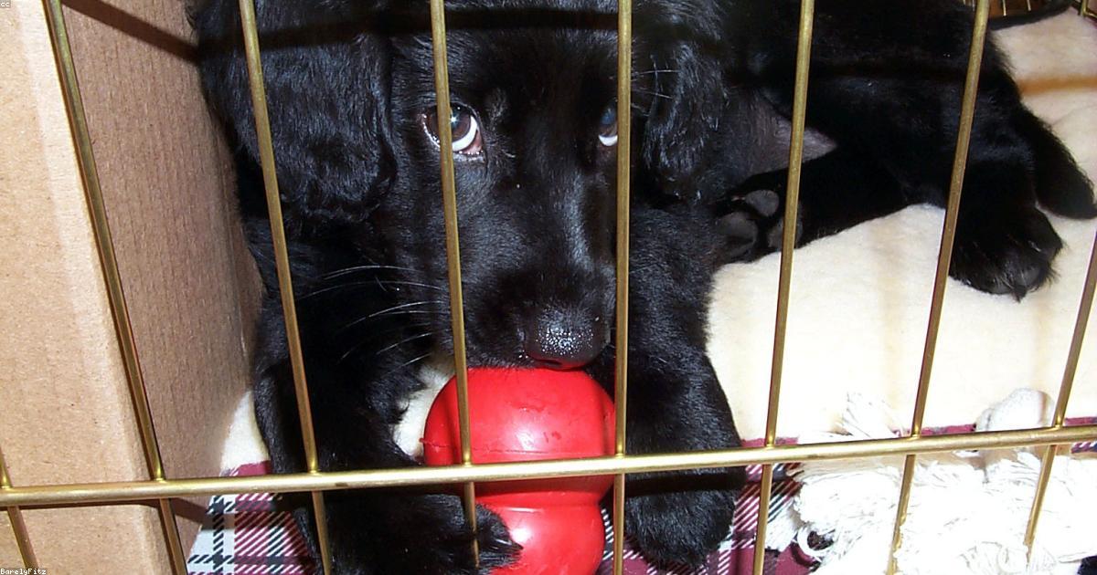 留守番中のトイレ失敗が直らない時の解決法5選