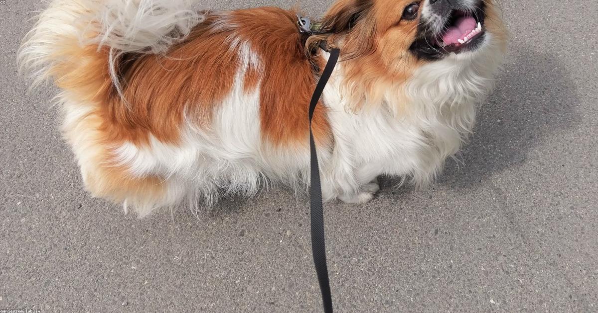 リードを噛む犬を卒業させる5つのステップ