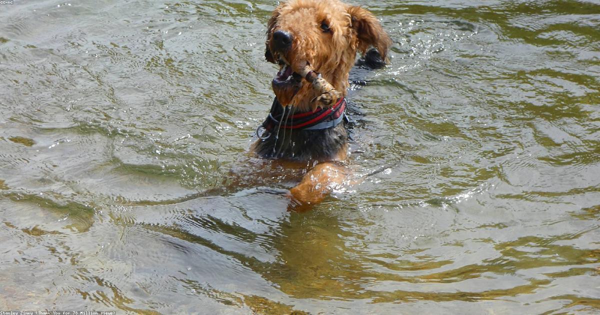 犬がシャンプー嫌いを克服する7つの解決法