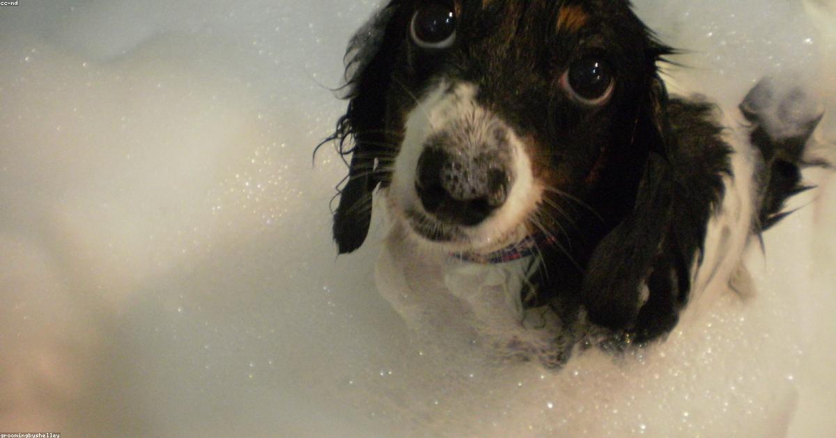 犬の抜け毛で掃除が大変！激減させる7つの対処法