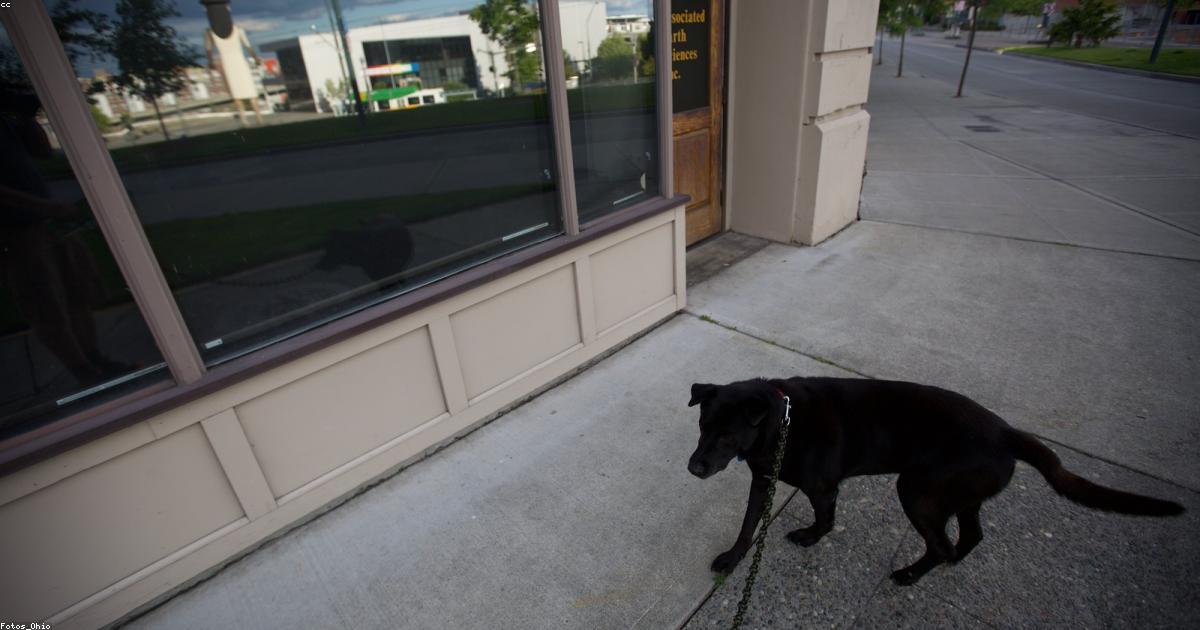 犬がトイレを覚えない原因と今日から直す7ステップ