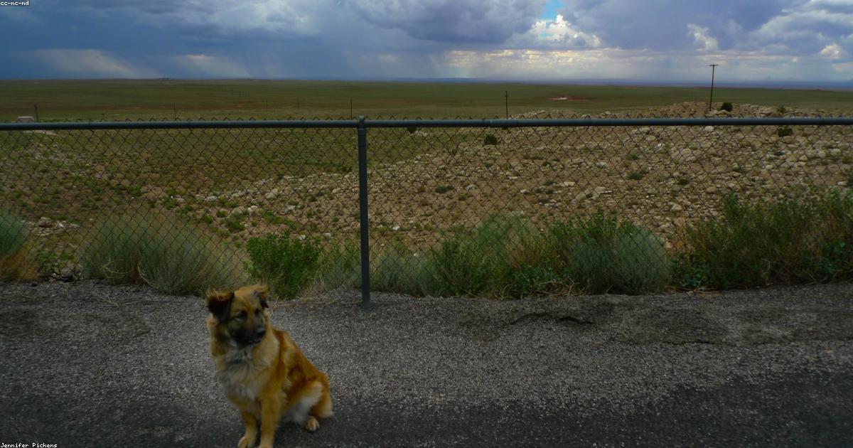 雷や花火を怖がる犬を落ち着かせる7つの対処法