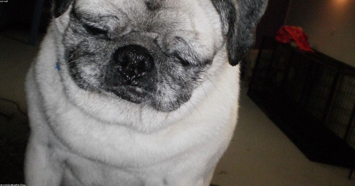 トリミング後に元気がない愛犬を癒す5つの対処法