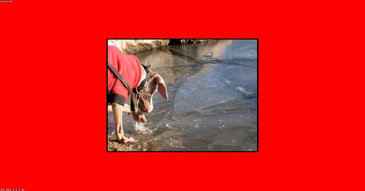 ドッグランで固まる愛犬を変える5つの解決法