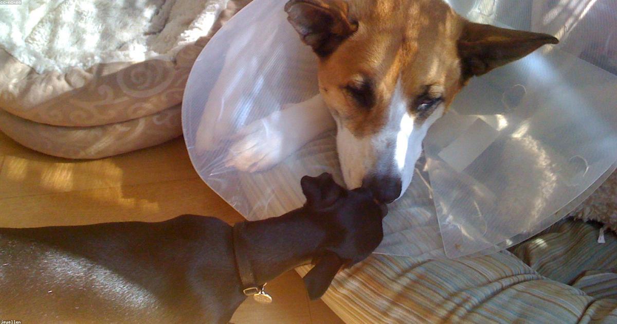 小型犬の膝蓋骨脱臼を悪化させない7つの対処法
