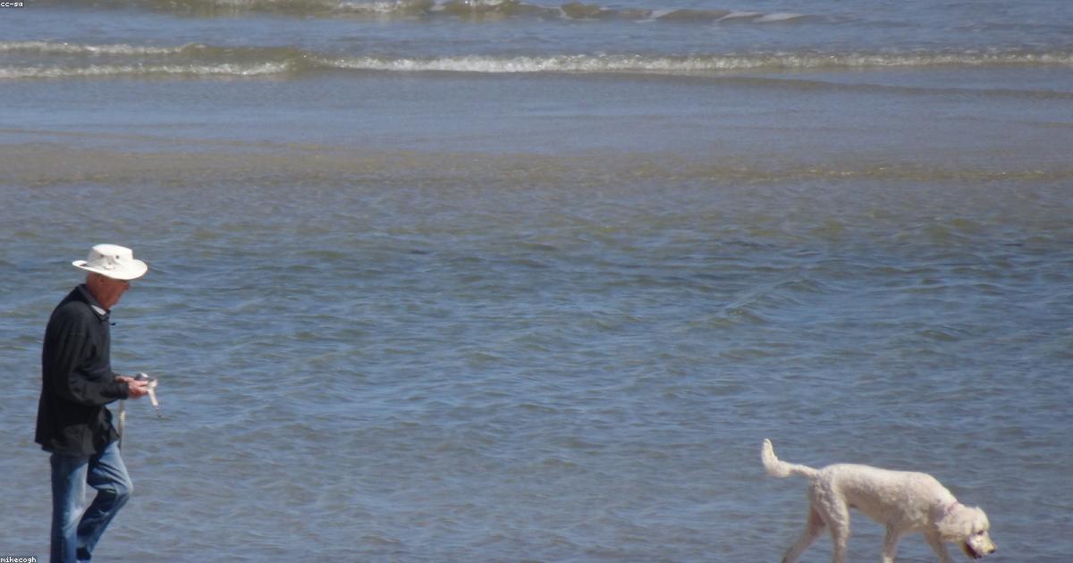 シニア犬の介護で悩む飼い主が今日から始める7つのステップ