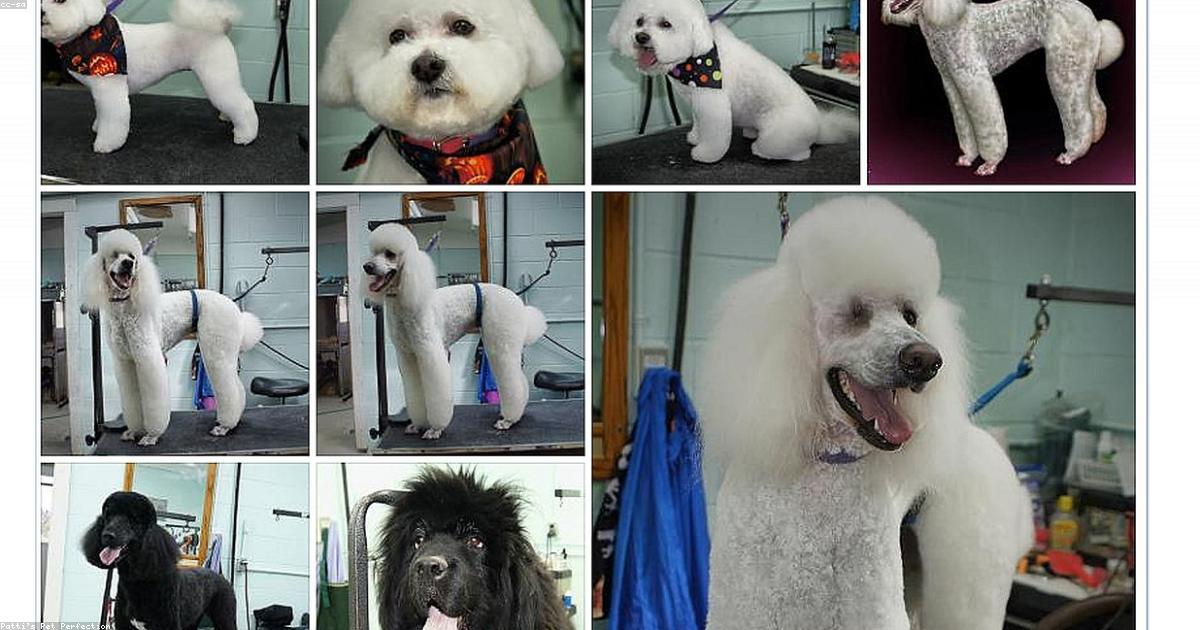 犬がブラッシングを嫌がる時の直し方5ステップ