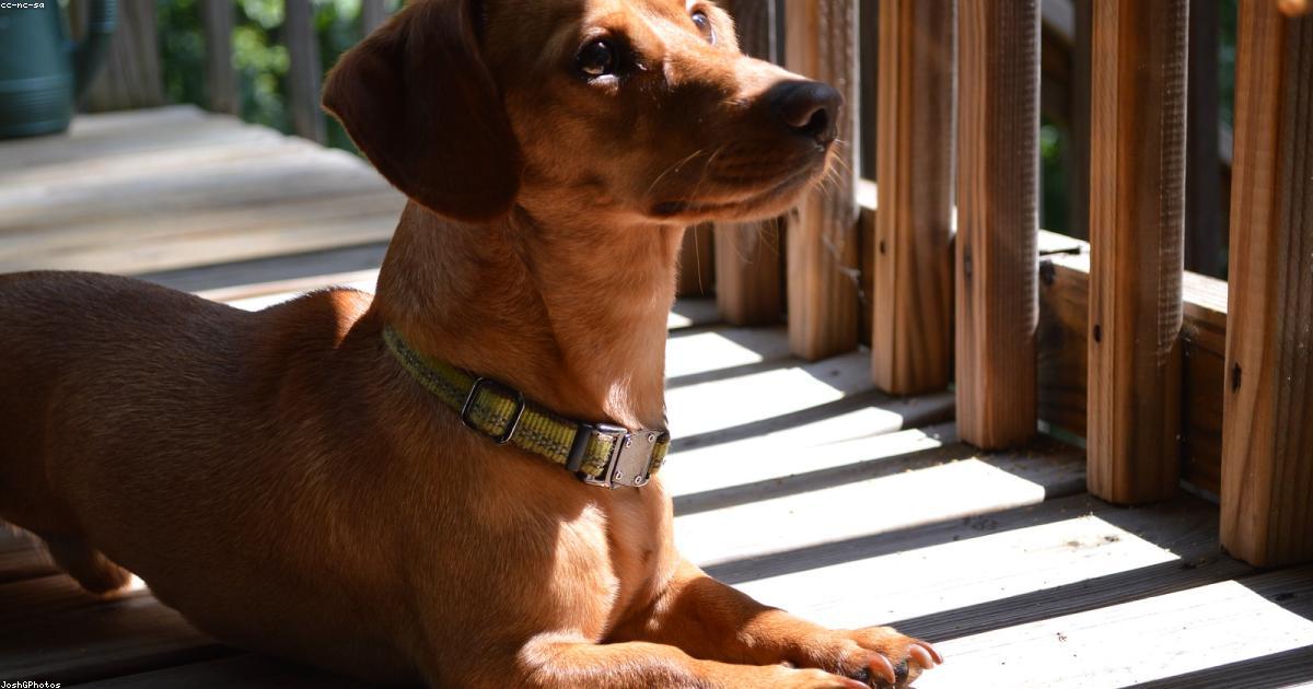 犬がお尻のニオイを嗅ぎたがる本当の理由と5つの対処法