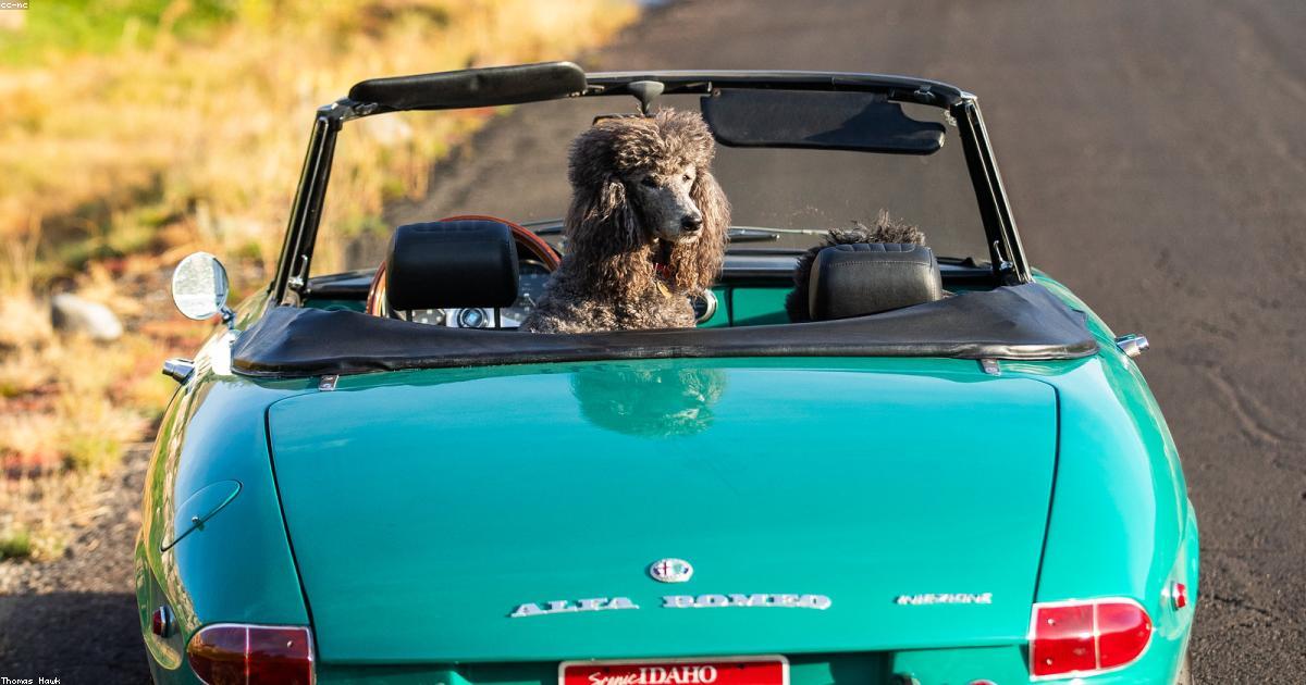 車でよだれと震えが出る犬の解決法5ステップ