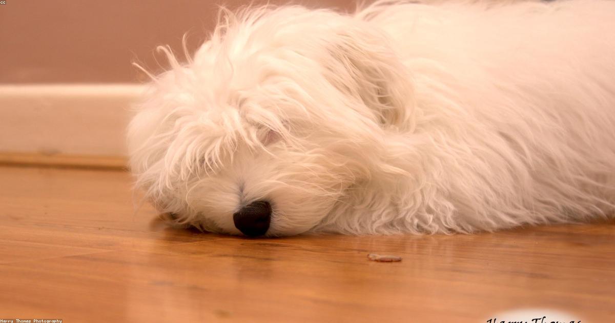 おやつで興奮し指を噛む犬を直す5つの手順