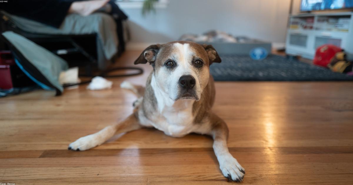 犬が寝床のタオルを掘る本当の理由と直し方