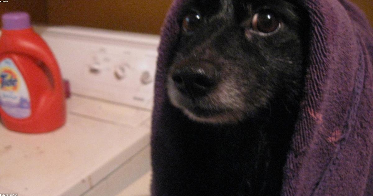 犬がドライヤーを怖がる原因と克服する5つのステップ