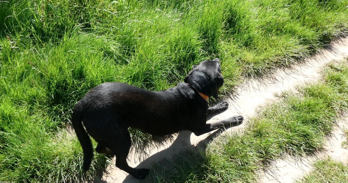 犬が芝生で転がる癖をやめさせる5つの解決法