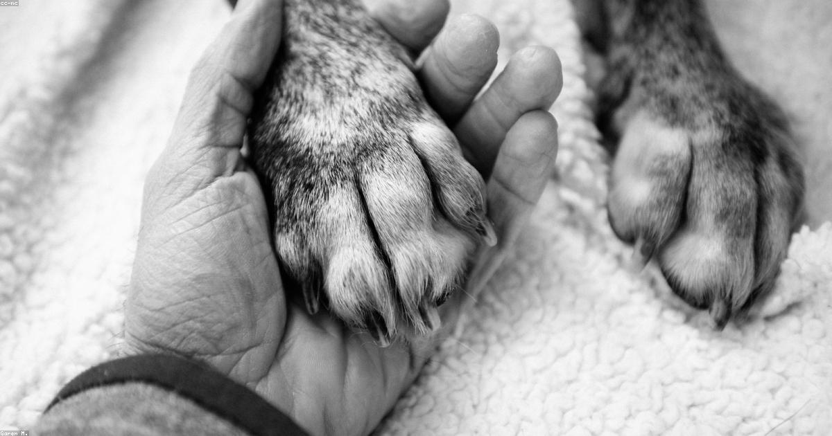 犬が散歩後に足拭きを嫌がる理由と今日試せる5つの解決法