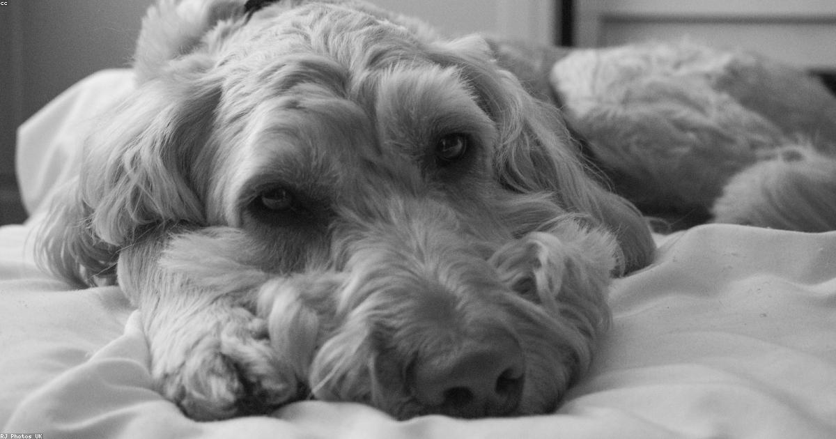 抱っこを嫌がる犬の本当の理由と直し方5ステップ