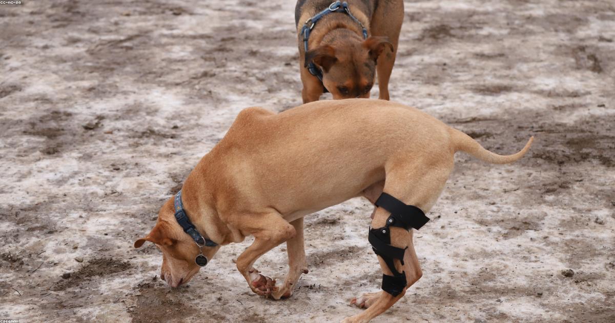 朝ごはん時に冷蔵庫前で鳴く犬をやめさせる方法