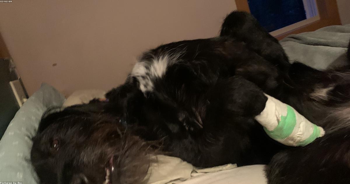 留守番中だけベッドに上がる犬をやめさせる方法