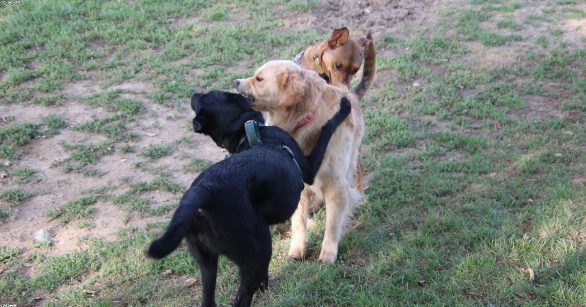 ドッグランで唸る犬の原因と喧嘩を防ぐ対処法
