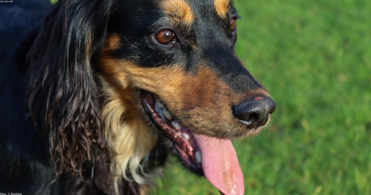 ボールを返さない犬を直す5つのステップと絶対NG行動