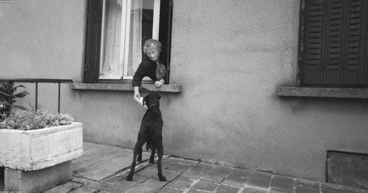 食事中に唸る犬を落ち着かせる5つの改善ステップ