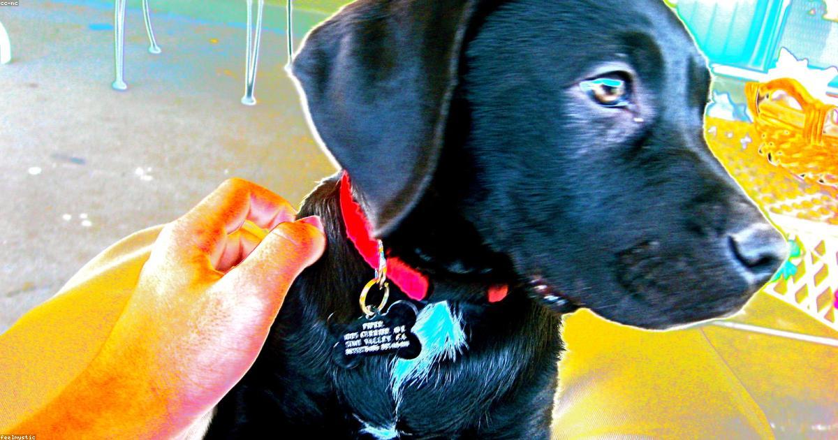 犬の甘噛みが治らない！今日から使える5つの直し方