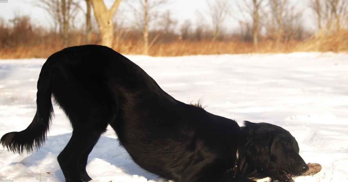 ひとりにすると壁を噛む犬の原因と対処法5選