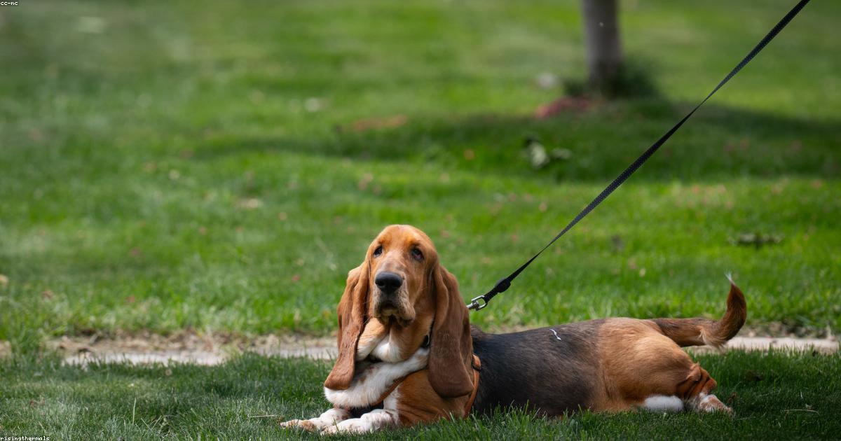犬がリードを離すと逃げる！戻ってこない問題の解決法