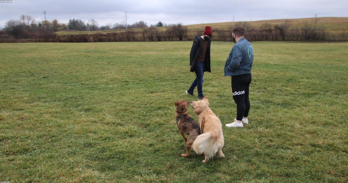 朝、犬が顔を踏む！起こし癖を直す5つの解決法