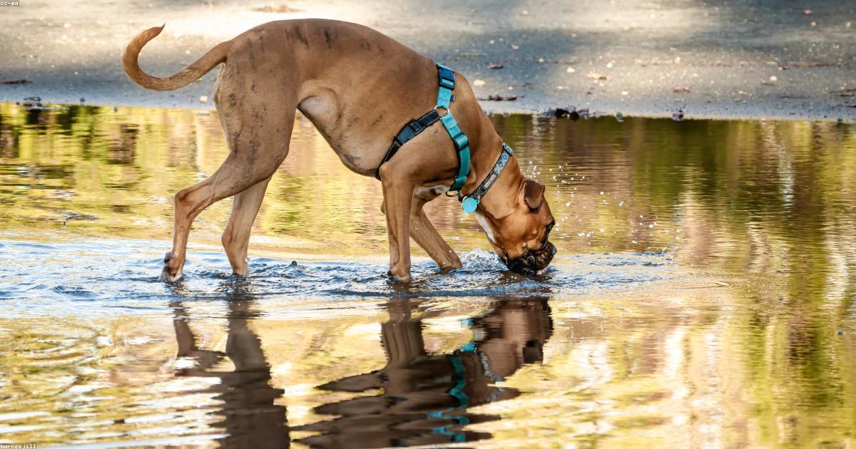 散歩中の水たまり飛び込みをやめさせる5つの方法
