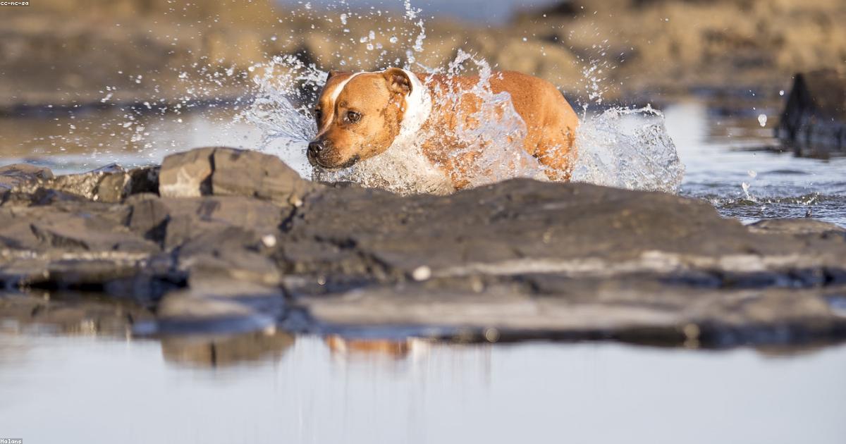 夜の突然ダッシュを止める！犬のスイッチOFF解決法