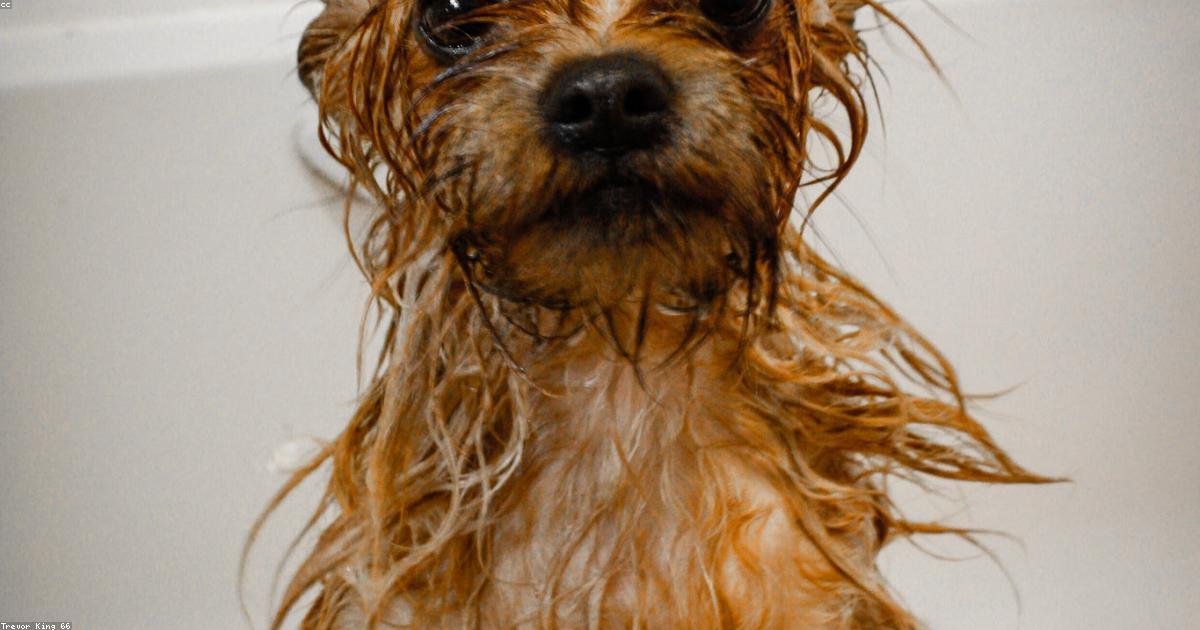 犬がお風呂を嫌がる原因と今日から試せる解決ステップ