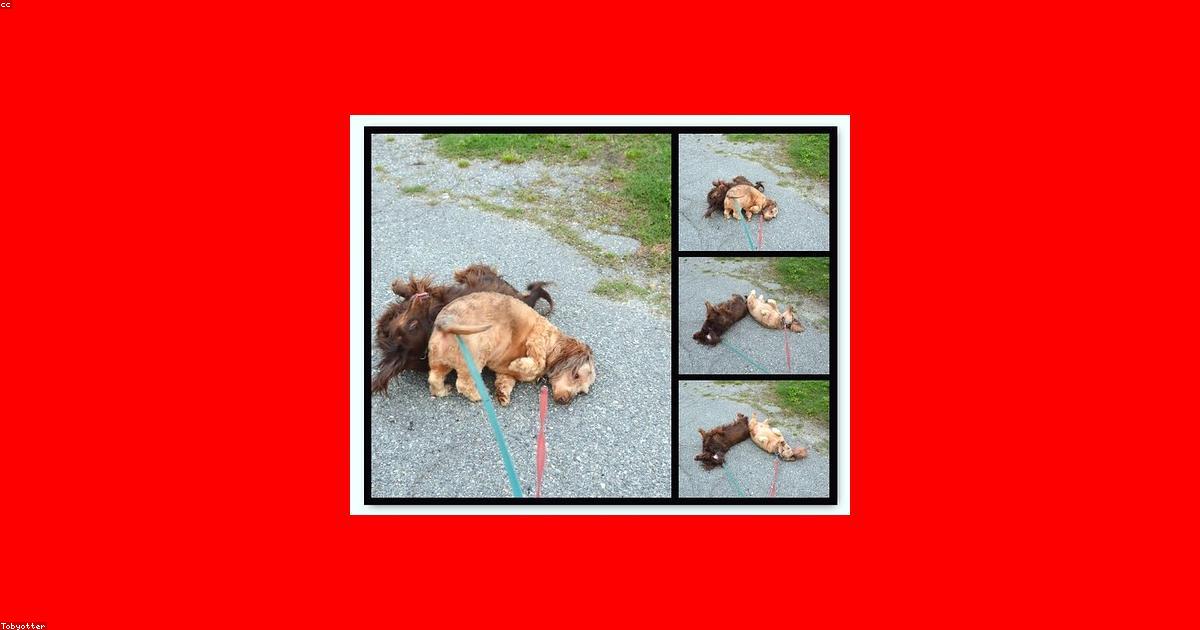 散歩中に死骸へ体を擦る犬をやめさせる5つの方法