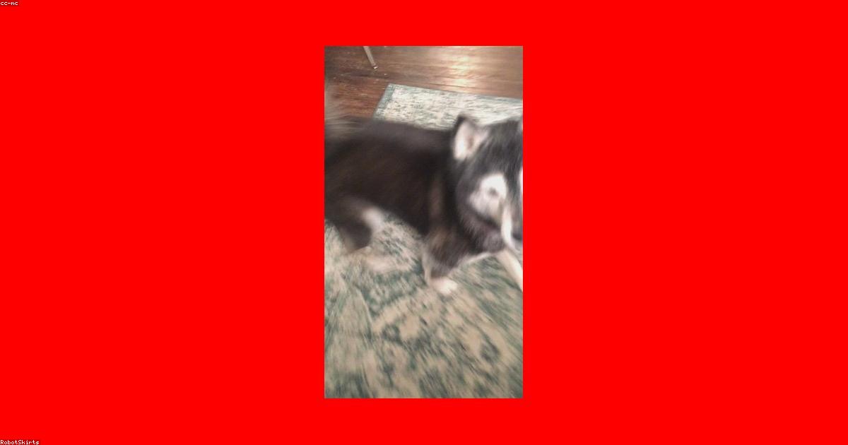 犬が散歩で動かない！5つの原因と解決ステップ